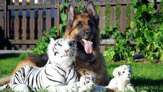 Dog Tiger Animals German Shepherd Stuffed