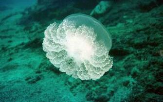 Marine Life Wallpaper