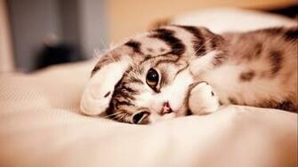 Cute Kitty Desktop Pc And Mac Wallpaper