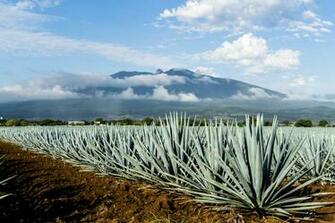Mexico S Tequila Shortage Might Be Over Soon Fortune