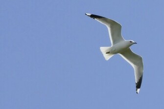Seagull Photos Wallpaper Desktop Background