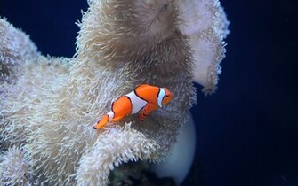 Clown Fish Wallpaper Background Image