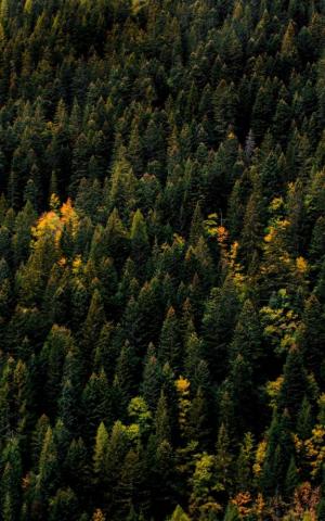 Wallpaper Trees Tops Autumn Aerial Forest Top