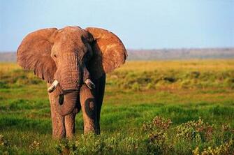 World Largest Animal Elephant Wallpaper Sa