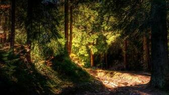 Dark Forest HD Wallpaper