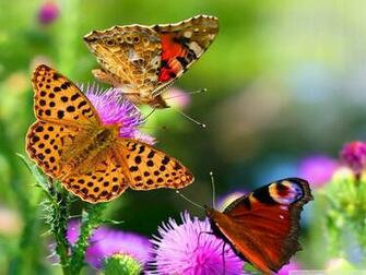 Butterflies Flowers Wallpaper HD