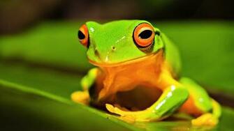 Background Green Frog Desktop HD Wallpaper Html