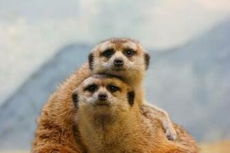 Meerkat Wallpaper Maverick