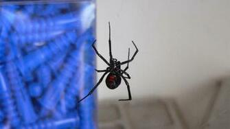 Black Widow Spider Wallpaper
