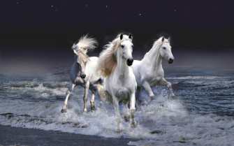 Horses Wallpaper For Mobile Phone HD