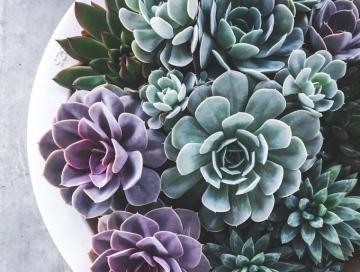Succulent Pictures Image