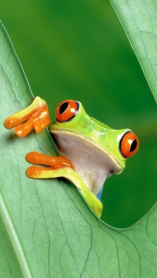 Tree Frog iPhone Wallpaper Pocket Walls HD