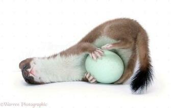 Stoat With Egg Photo Wp28479