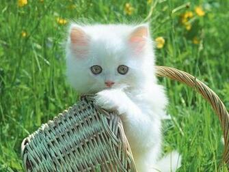 Funny Cute Cats And Puppies Wallpaper