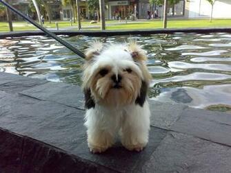 Bella The Shih Tzu Mix Pictures HD Walls Find Wallpaper