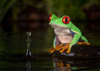 Red Eyed Tree Frog 4k Amphibian Rare Gallery HD