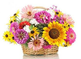 Photos Bouquets Zinnia Flowers Sunflowers Wicker Basket White