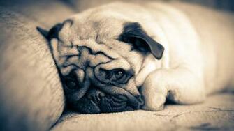 Pug Puppies Wallpaper HD Desktop