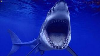 Shark Wallpaper Ewallpaper