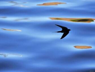 V HD Image Of Swallow Ultra 4k Wallpaper