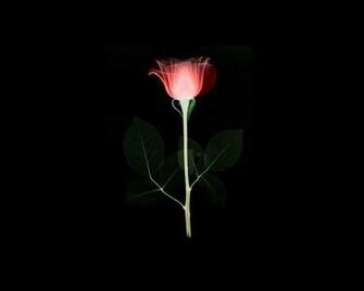 Black And White Wallpaper Artistic Red Rose On
