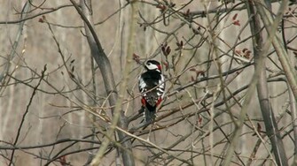 Woodpecker Wallpaper