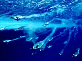 Antarctic Underwater Penguins Swimming Photo HD Wallpaper Best