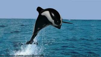 Dolphin And The Sea Fish Wallpaper