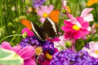 Live Butterfly Wallpaper And Make This