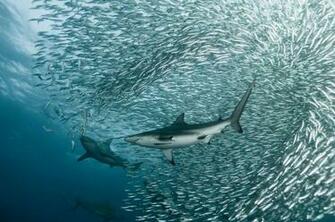 Discovery Channel Wallpaper