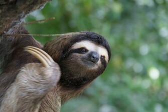 Language Barrier No Sloth Lucky Us