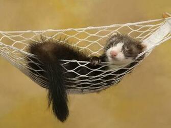 Ferrets Wallpaper