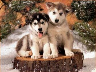 Huskies Dogs Wallpaper