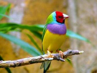 Finch Bird Finches Wallpaper