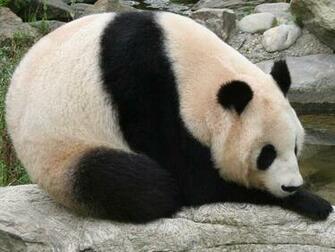 Giant Panda Wallpaper