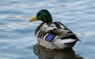 Waterfowl Wallpaper