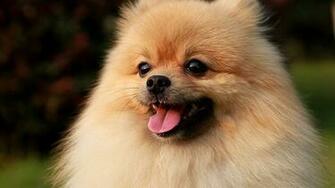 Pomeranian Spitz Wallpaper High Quality