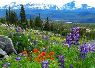 Spring Meadow Wallpaper