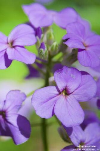 Wild Flowers Wallpaper Background Kicking Designs