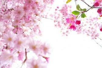 Sakura Flowers Wallpaper HD Topwallpaper