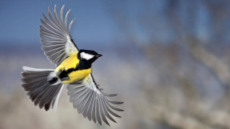 HD Birds Wallpaper