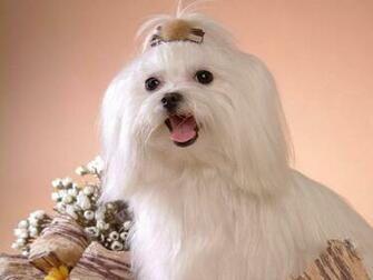 Maltese Dogs Wallpaper