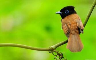 Desktop Bird Wallpaper HD