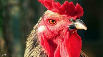 Rooster Wallpaper