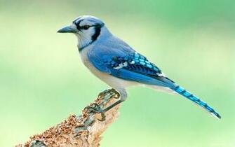 Blue Jay Bird HD Wallpaper IHD