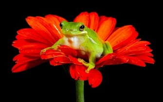 Coders Explore The Collection Frogs Animal Frog