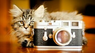 Funny Cat Wallpaper Magic4walls