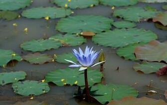 Beautiful Lotus Wallpaper