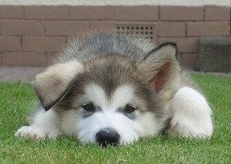 Chiot Malamute Wallpaper