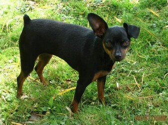 Wallpaper Miniature Pinscher
